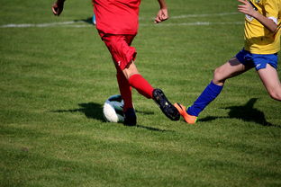 九游登录入口-国家体育场馆运营管理论坛探讨智能化方向，国家体育总局体育场馆运营管理办法